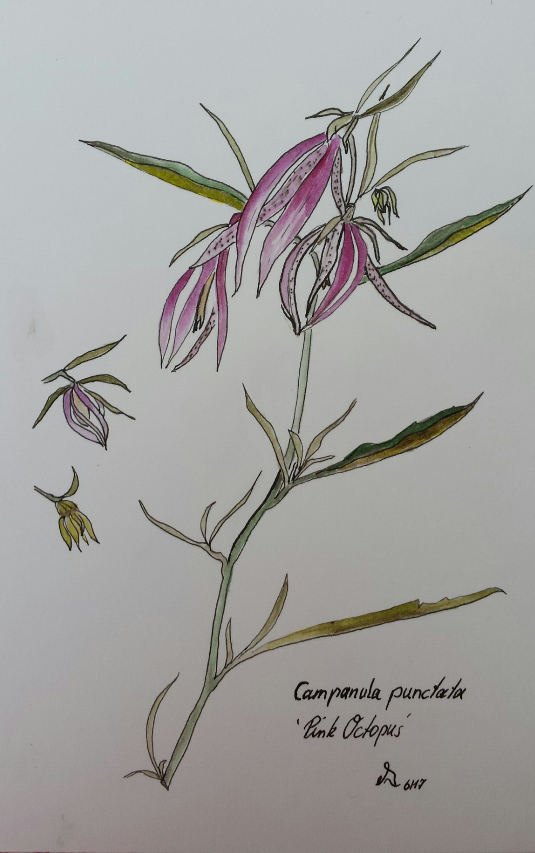 botanische Pflanzenstudie Campanula punctata